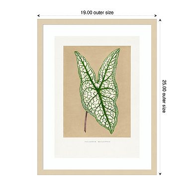 Green Caladium Leaf Illustration by Pictufy Wood Framed Wall Art Print