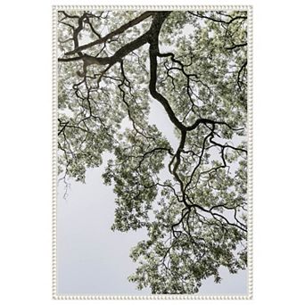 Coastal Forest by Shot by Clint Framed Canvas Wall Art Print