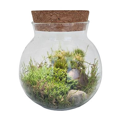 Unique Gardener MossBowl - Moss Garden Kit