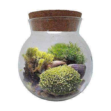 Unique Gardener MossBowl - Moss Garden Kit