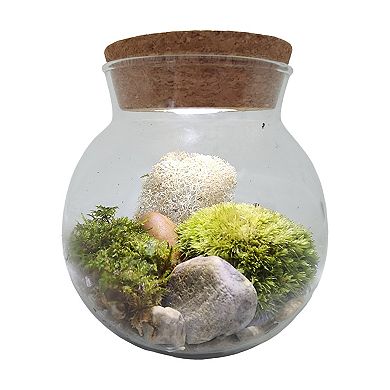 Unique Gardener MossBowl - Moss Garden Kit