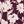 Mod Floral