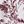 Plum Tropical Toile