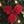 Poinsettia
