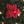 Poinsettia