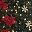Poinsettia