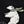 Black Polar Bear
