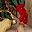 Red Green Gold