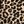Tan Wild Cheetah