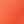 Orange Rose