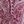 Burgundy Paisley