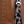 Plum Leopard