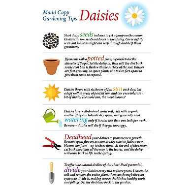 Madd Capp Games: I Am Daisy - 350 pc Puzzle