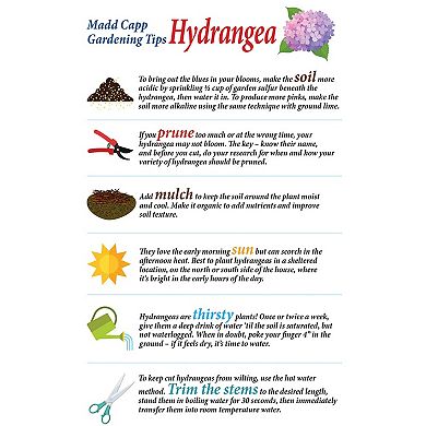 Madd Capp Games: I Am Hydrangea - 350 pc Puzzle