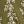 Olive Ivy Stripe