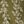 Olive Ivy Stripe