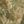 Olive Camo