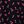 Blk Cherry Dance