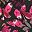Berry Tie Dye Floral