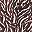 Black Brown Safari