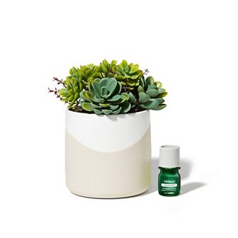 Lifelines Artificial Succulent Plant Diffuser