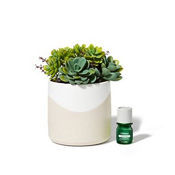 Lifelines Artificial Succulent Plant Diffuser