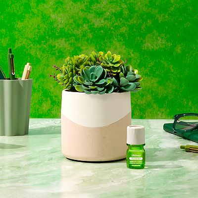Lifelines Artificial Succulent Plant Diffuser