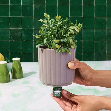 Lifelines Artificial Boxwood Plant Diffuser