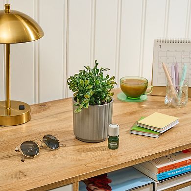 Lifelines Artificial Boxwood Plant Diffuser