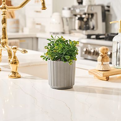 Lifelines Artificial Boxwood Plant Diffuser