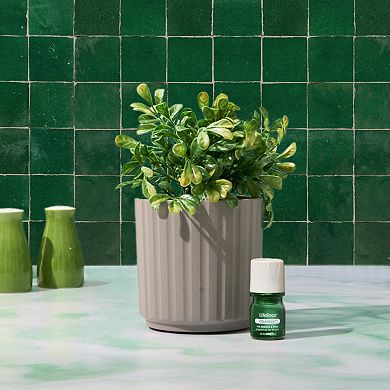 Lifelines Artificial Boxwood Plant Diffuser