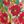 Cherry Multi