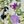Lavender Multi