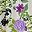 Lavender Multi