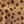Tan Cheetah Print