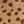 Tan Cheetah Print