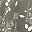 Olive White Sprig
