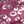 Leopard Plum