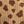 Tan Cheetah Print