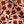 Beige Vine Floral