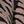 Chai Latte Zebra