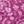 Berry Pink