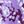 Plum Purple Floral