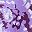 Plum Purple Floral