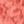Desert Coral
