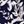 Navy Ivory