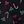 Black Mistletoe