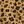 Cheetah Spot Brown
