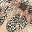 Gold Shimmer Leopard