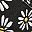 Black Daisy